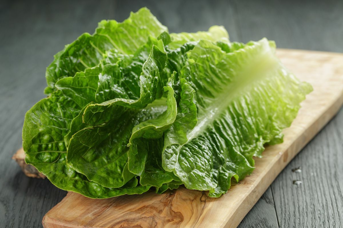 1200+ Parris Island Romaine Lettuce Seeds | Non-GMO Lettuce Seeds