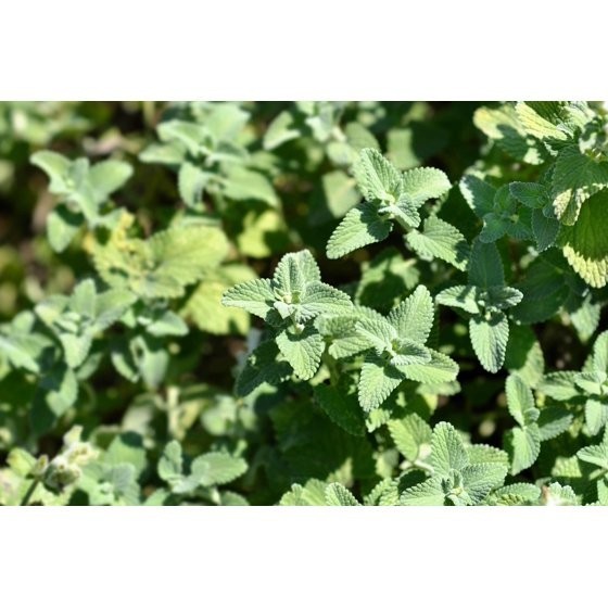 50 PERSIAN CATMINT Mussins Nepeta Racemosa Flower Seeds