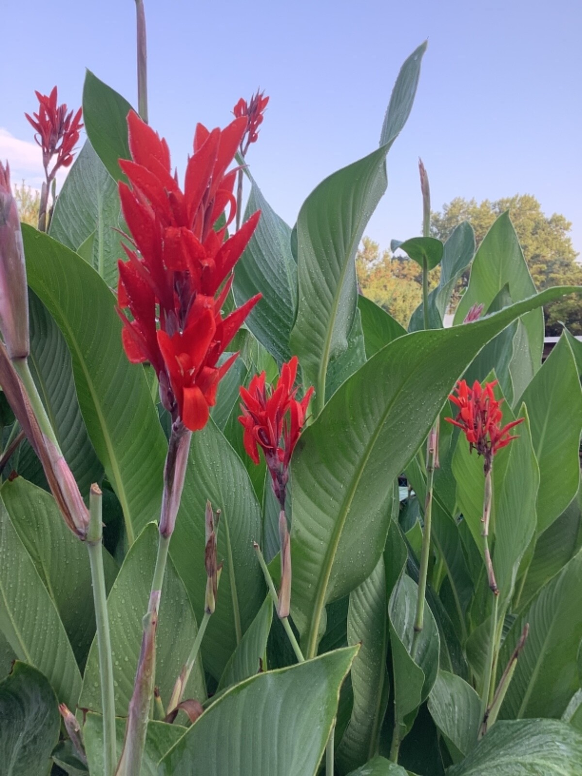 Canna Bulbs Red Jumbo Plants Tall Plants Lot Of (3) Green Leaf Lily Rhizomes