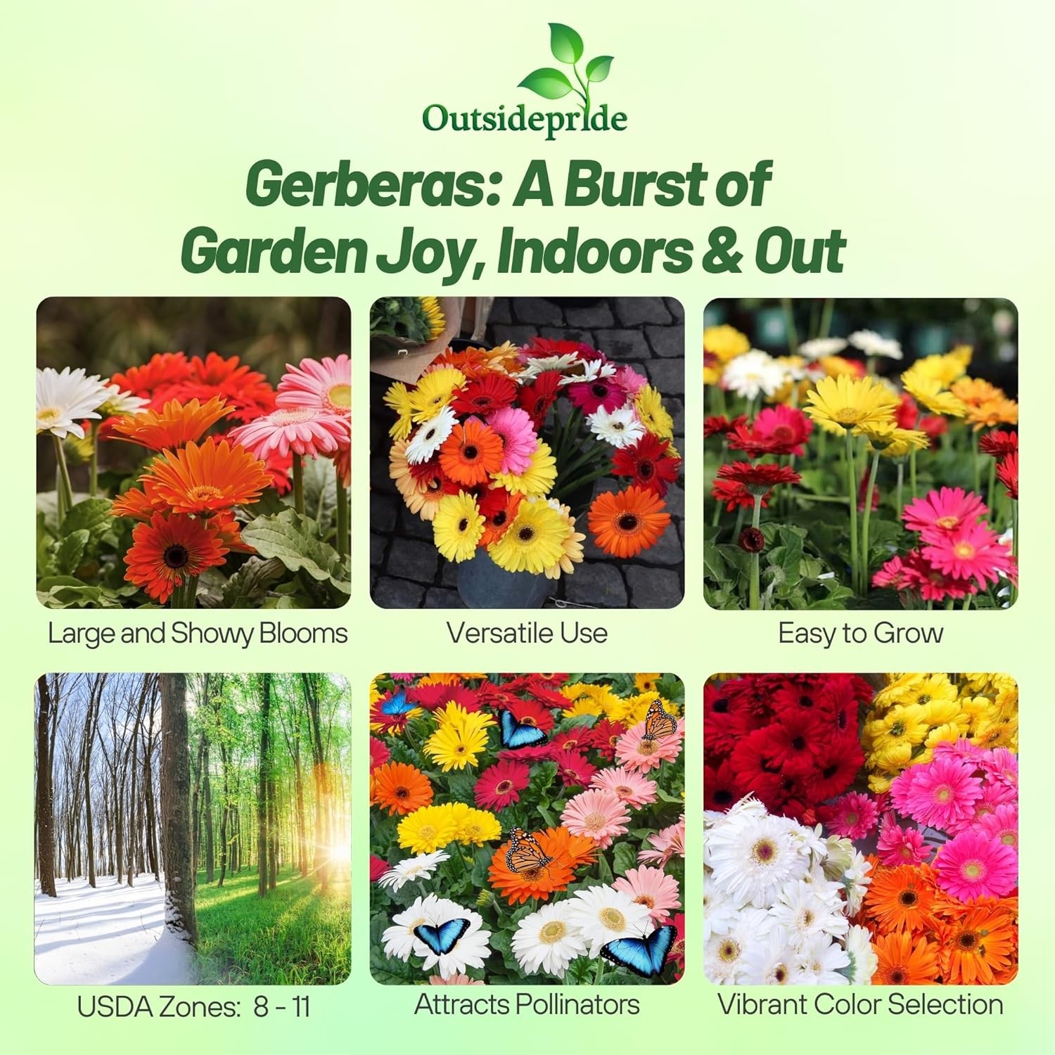 200 Seeds Gerbera Seeds For Planting | Perennial Gerbera Flower Seed Mix