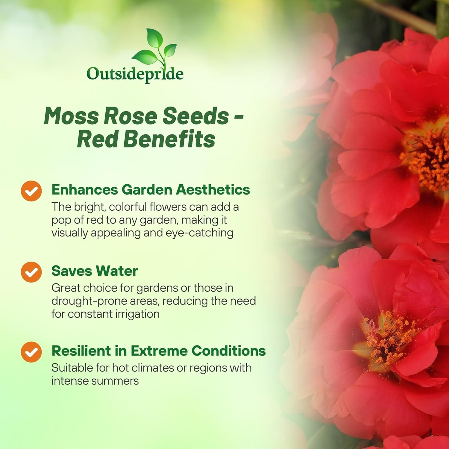 10000 Seeds Drought Tolerant Red Moss Rose Portulaca Ground Cover Plant Seed