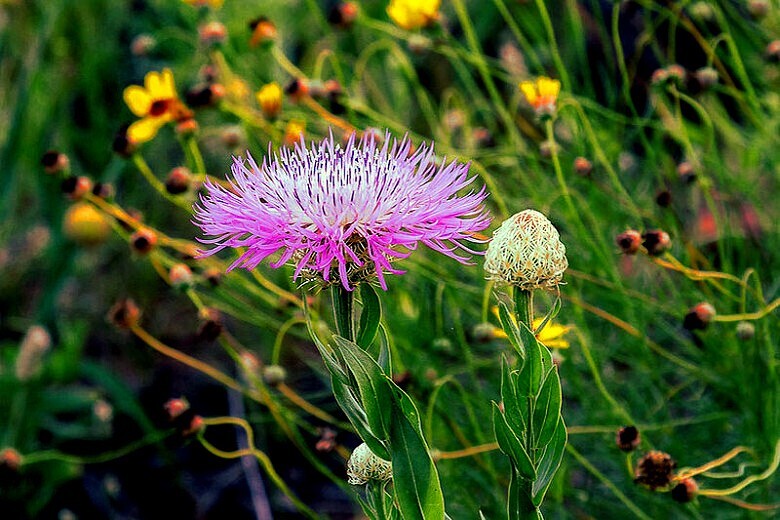 25 AMERICAN ROSE BASKET FLOWER SEEDS Centaurea americana Cold Hardy Garden Plant