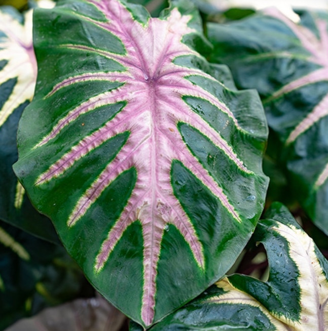 Waikiki Colocasia Live Plant – 6-10″ Tall – Colorful Elephant Ear for Containers