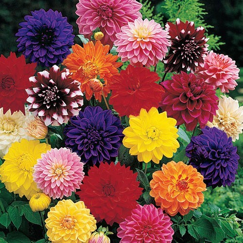 30 Rare & Beautiful DAHLIA FLOWER SEEDS~USA Seller~Annual/Perennial~FREE SHIP
