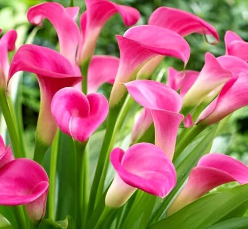Rare 100Pcs White Pink Red Purple Calla Lily Seeds Beautiful Flowers Mix Color