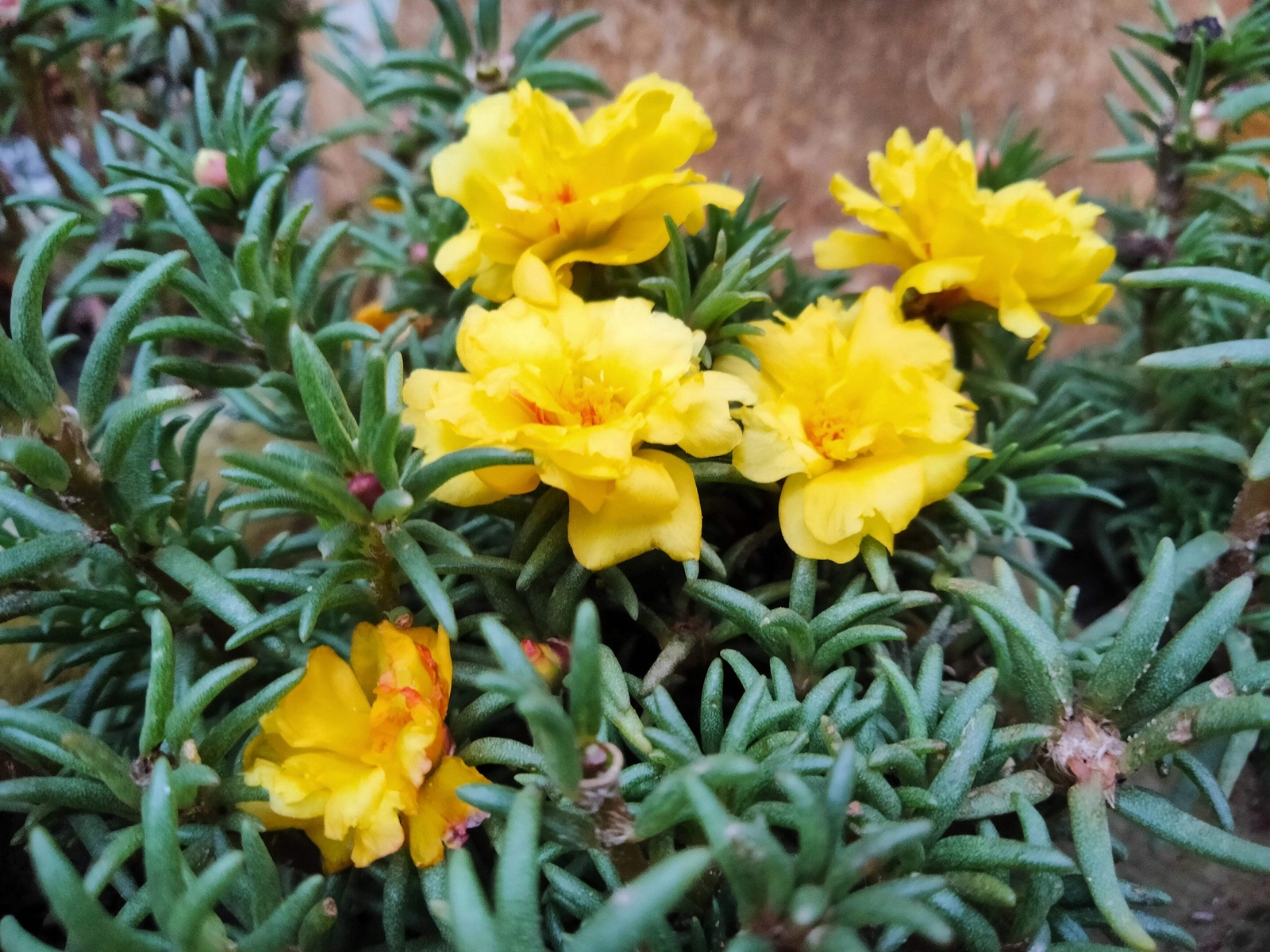 100 YELLOW PORTULACA Grandiflora / MOSS ROSE Gold Flower Seeds *Comb S/H