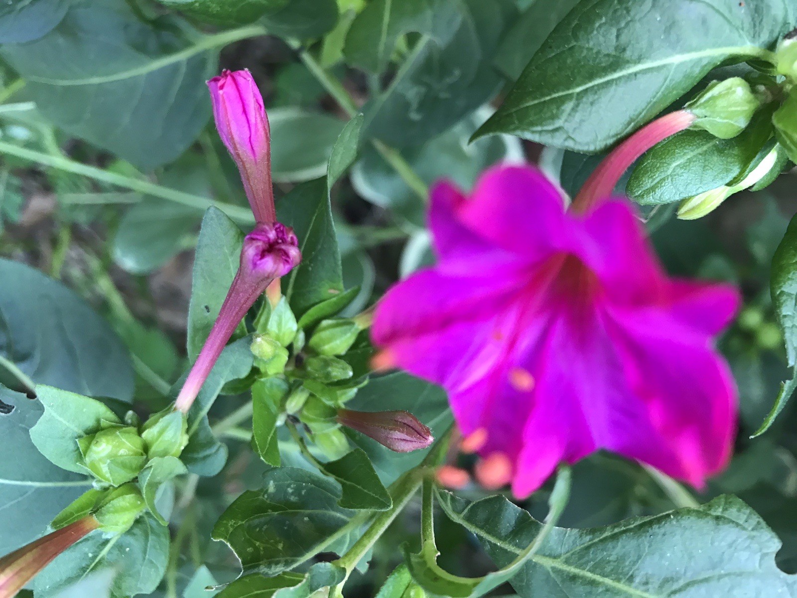10 Four O’clock Live Plant Seedlings Magenta Flower Tuber Rhizome 5-8 Inches