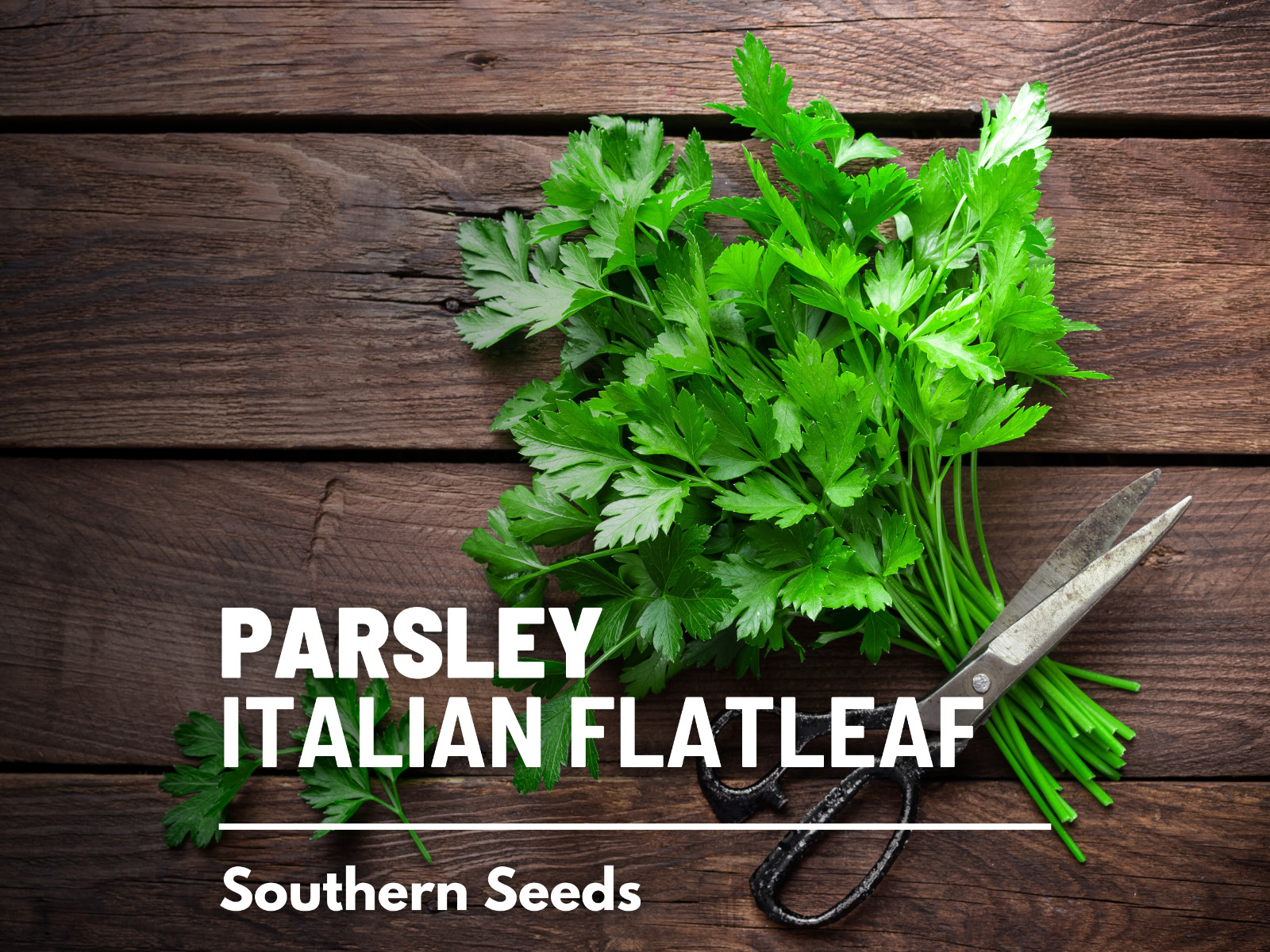 Parsley, Italian Flat Leaf – 200 Seeds – Non GMO