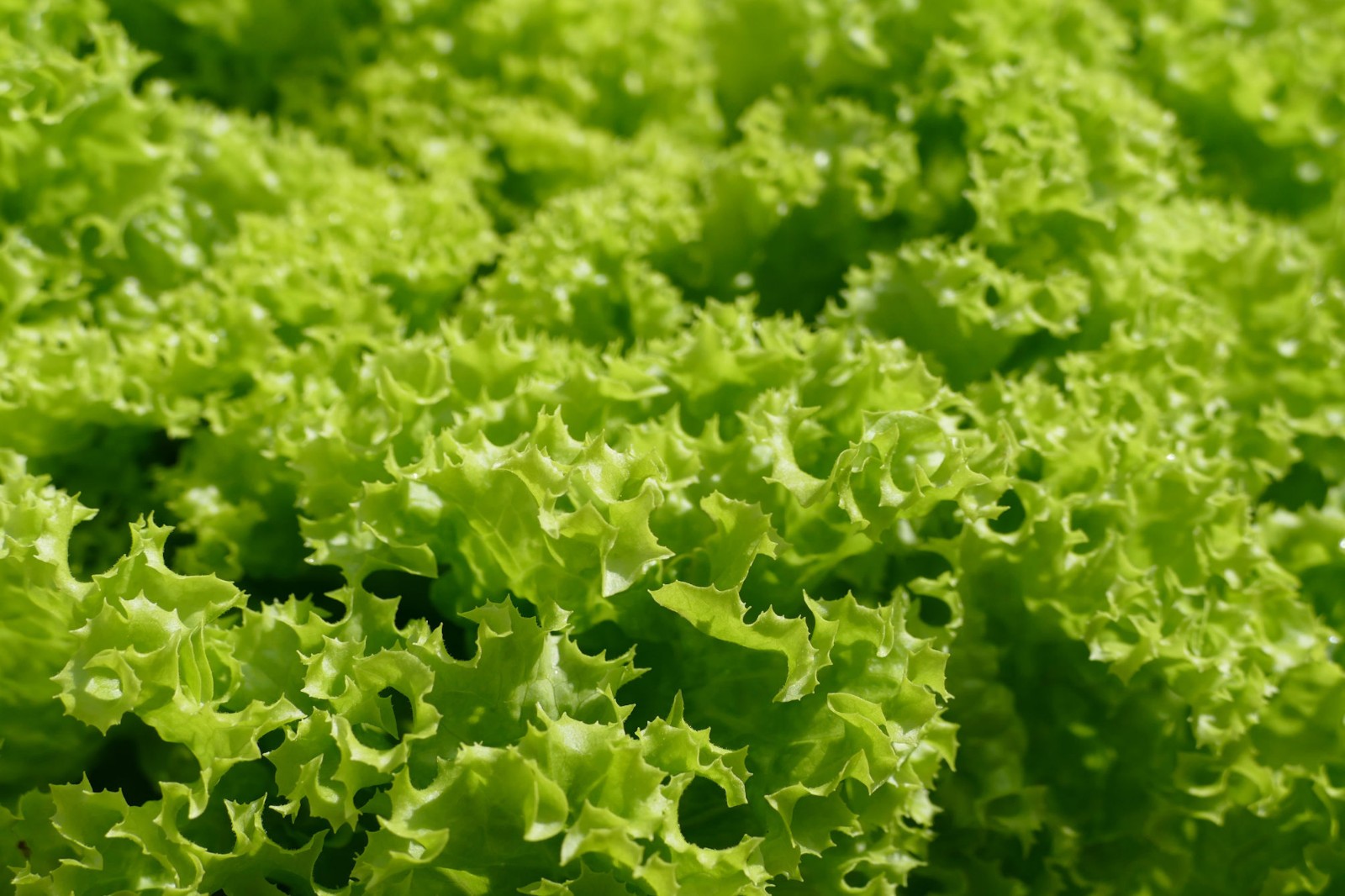 250 Heirloom Tango Leaf Lettuce Seeds! NON GMO- All Natural