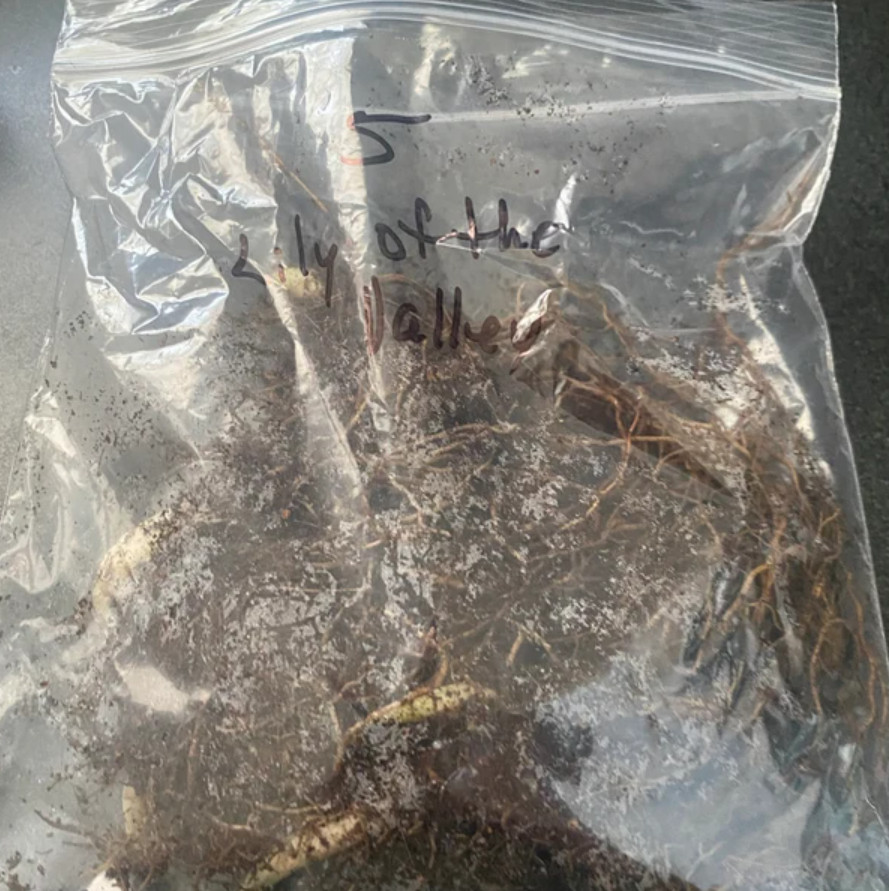 Lily of the Valley – 5 Fresh Roots – Ready for Planting – No Shipping AK, HI, PR