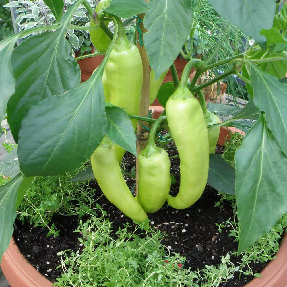 19 Oz. Sweet Banana Pepper Plant (2-Pack)