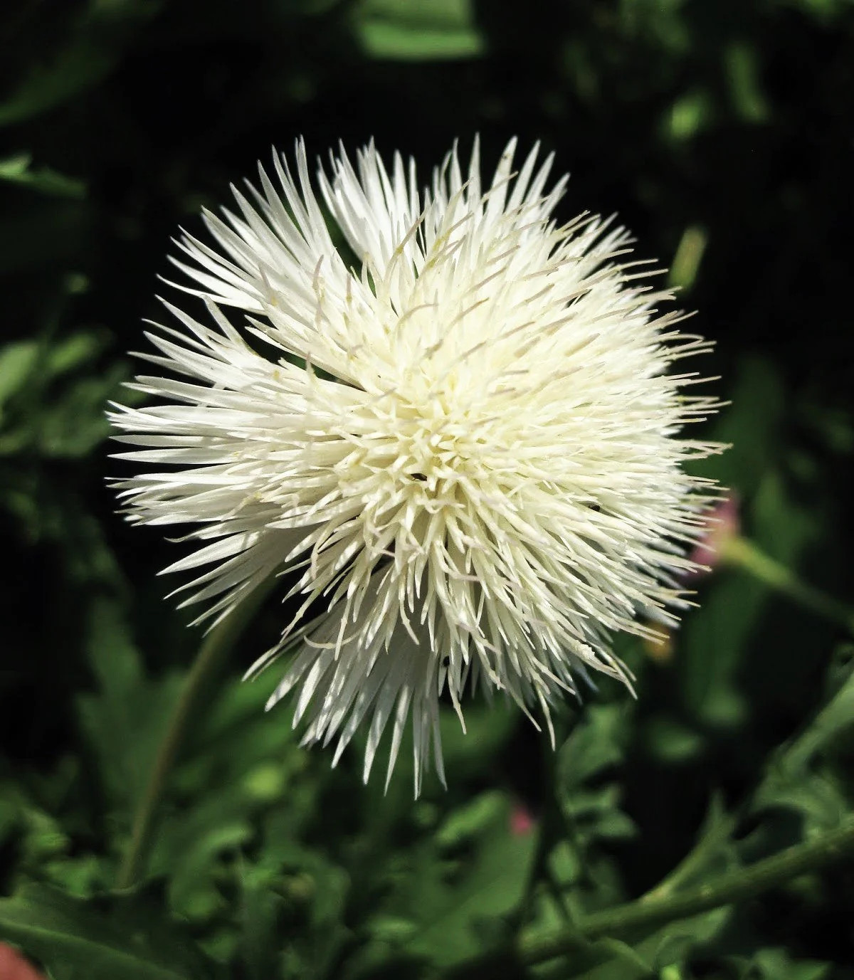 The Bride White Sweet Sultan Seeds – For 2025 Planting Centaurea Amberboa Fluffy
