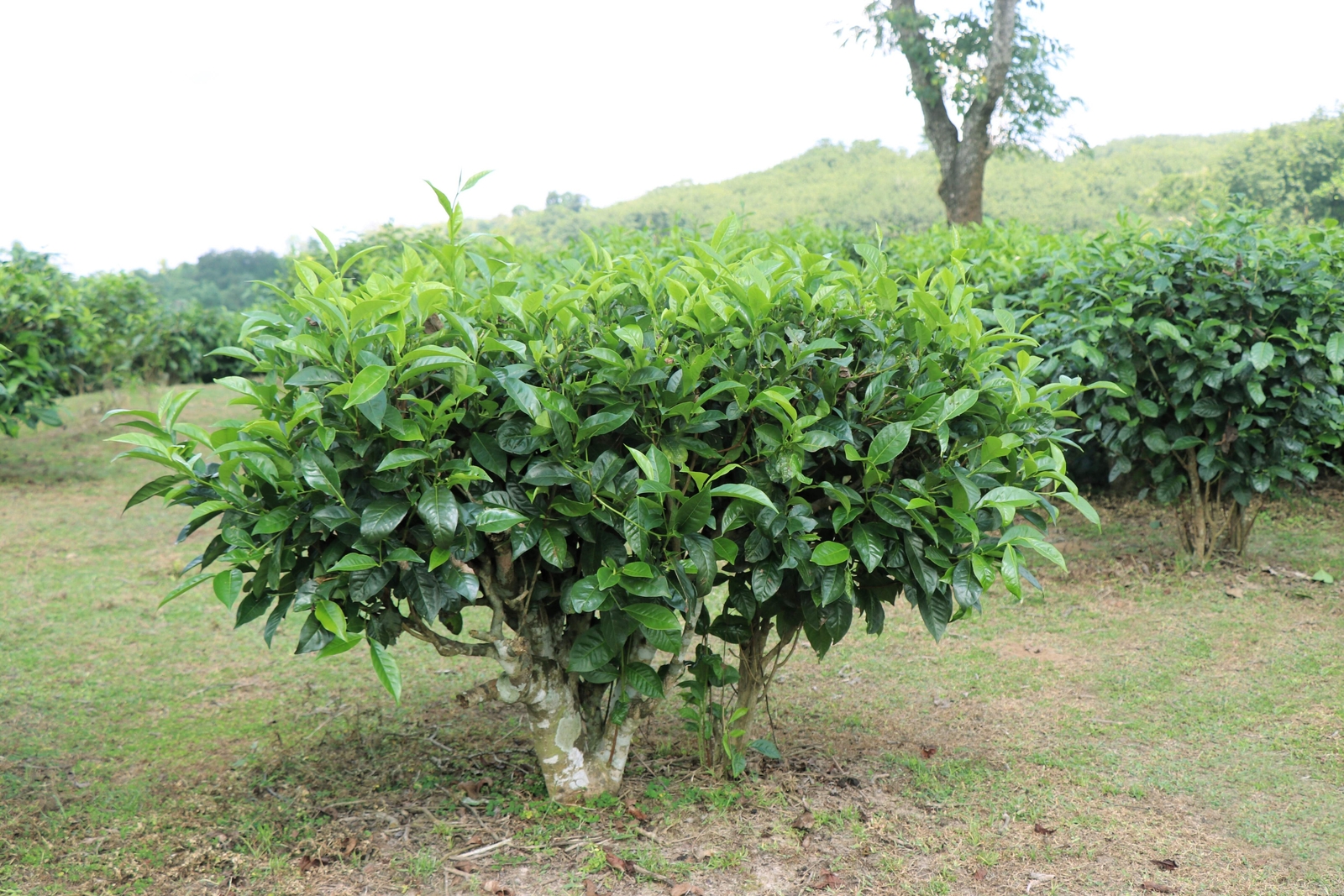 1 Lb Bulk TEA PLANT Black Green Drinking Camellia Sinensis Pound Shrub 385 Seeds