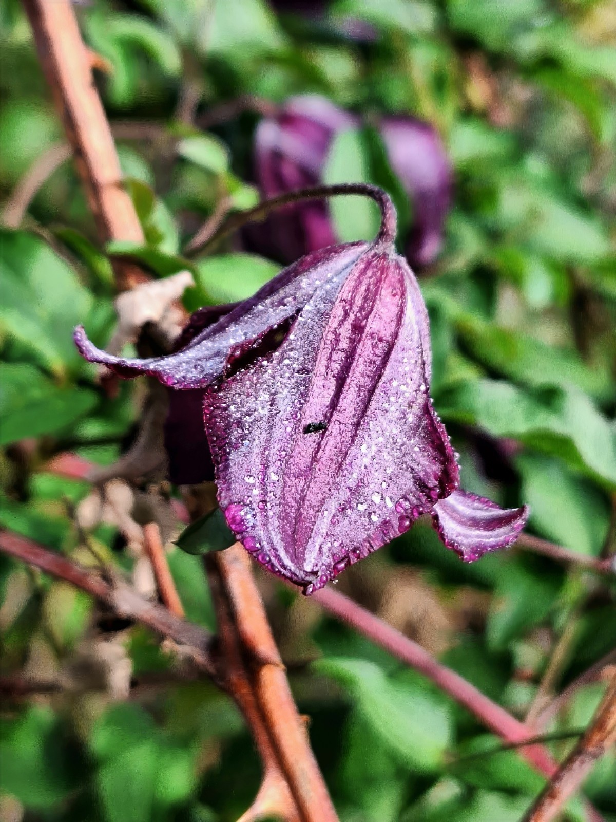Purple Clematis viticella Seeds, Italian Leather Flower, Hardy – 4 Climber Vine