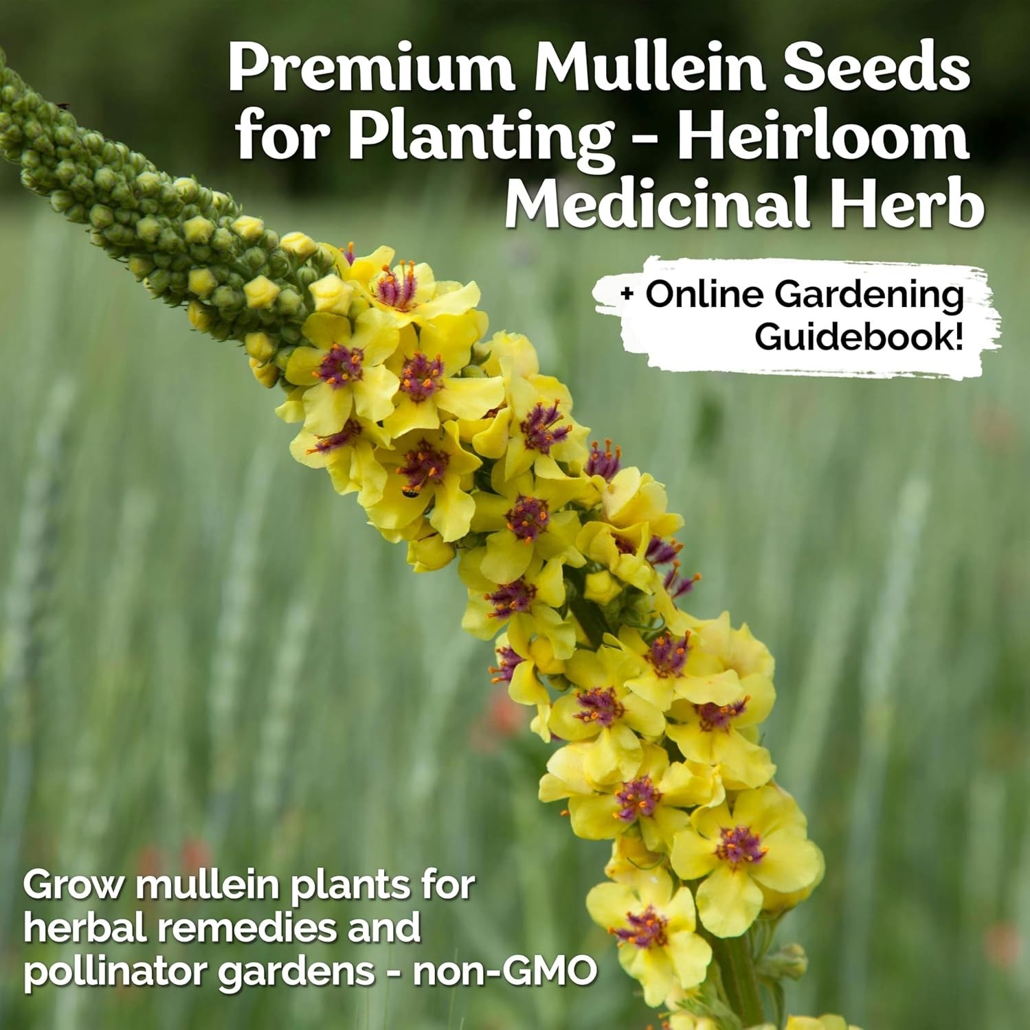 Grow 1000 Mullein Seeds – Non-GMO Organic Herb for Medicinal Use & Wellness