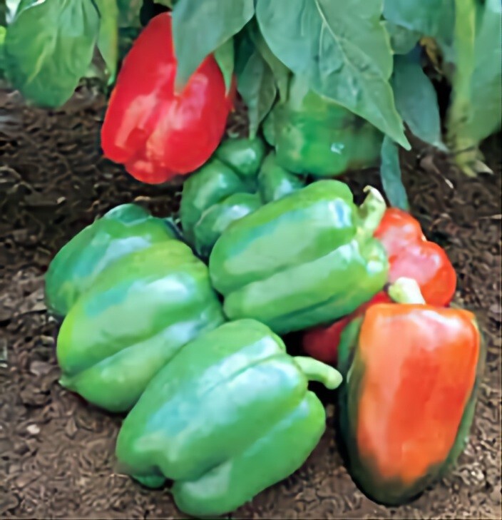 Puerto Rico Grown Rainbow Bell Pepper Seeds, Capsicum anuum, NON-GMO Organic