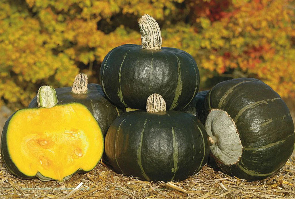 Buttercup Squash Seeds |Green Pumpkin Asian Japanese Kabocha Vegetable Seed 2024