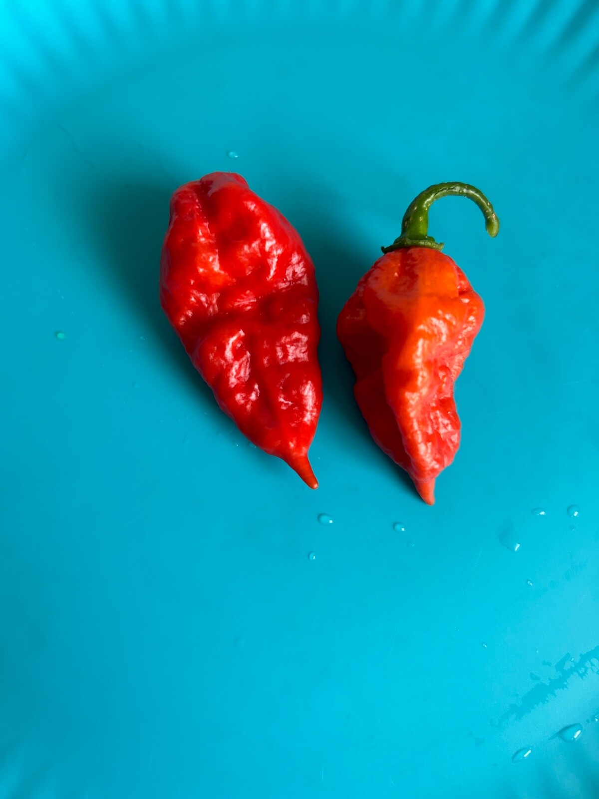 40 Genuine Red Ghost Pepper Seeds Extremely Hot