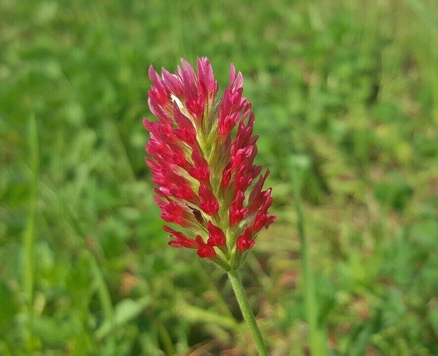 600+ Clover CRIMSON RED SEEDS – Pollinator Food – Cover Crop – NON GMO — FRESH