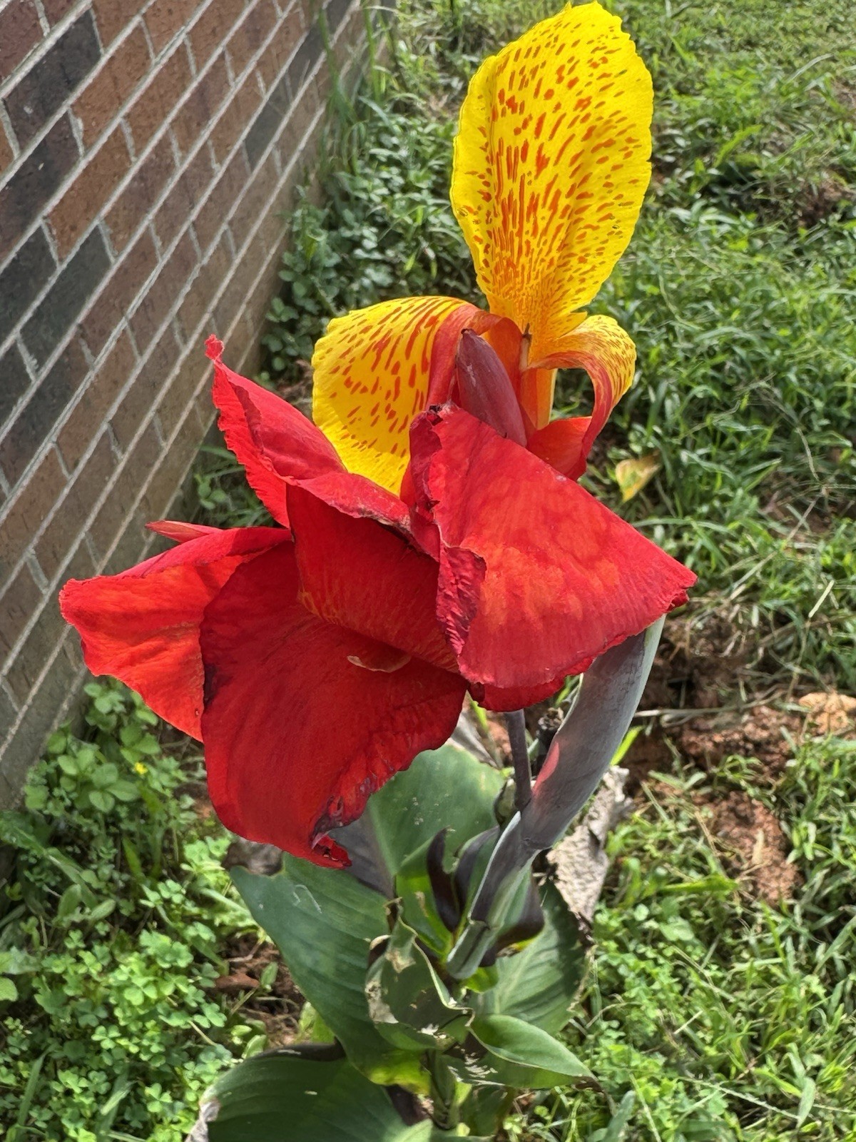 1 Cleopatra Canna Lily Rhizome Bulbs “Red & Yellow Blooms”