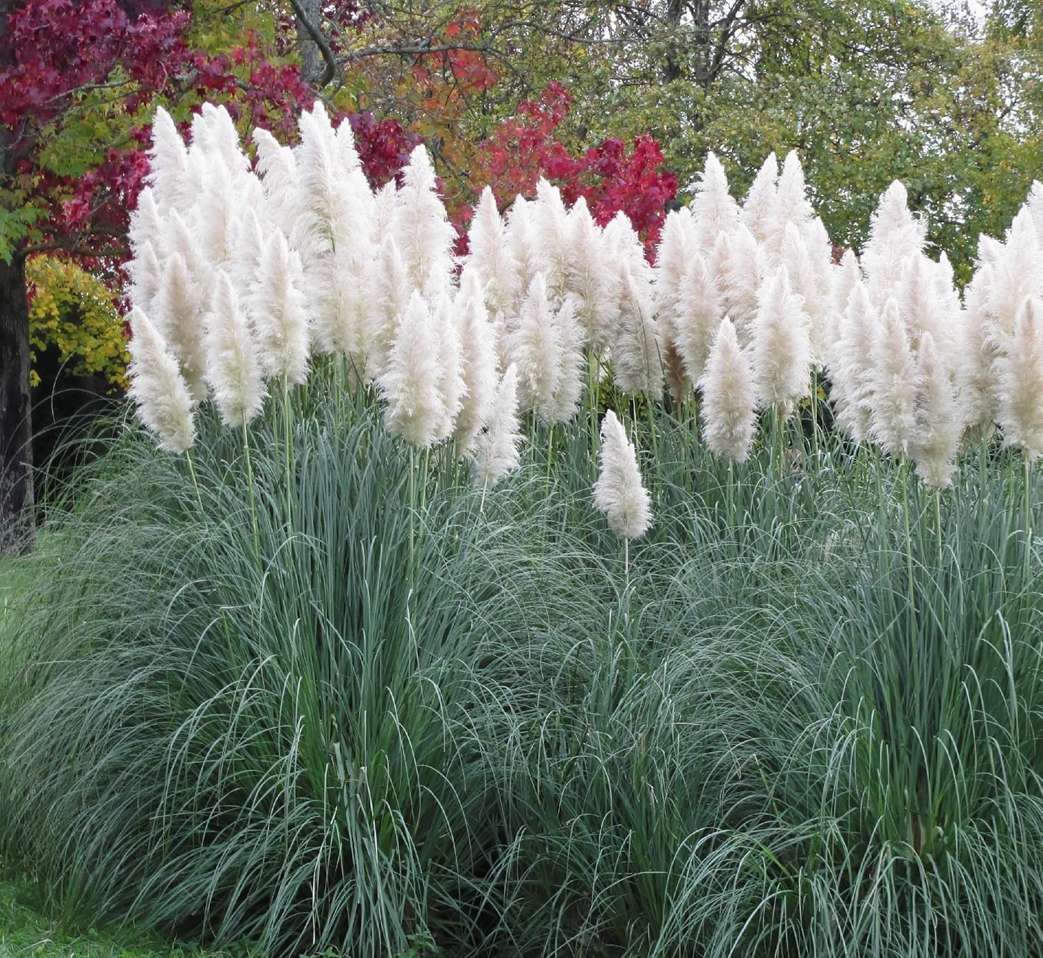 White Pampas Grass Seeds – 1,000 Pcs. Perennial, Drought-Tolerant Ornamental …