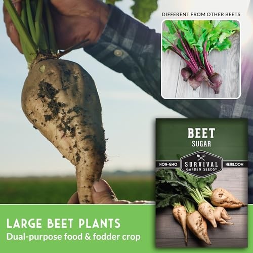 Sugar Beet Seeds for Planting – High Sugar Content Beets for Garden Growing, 2