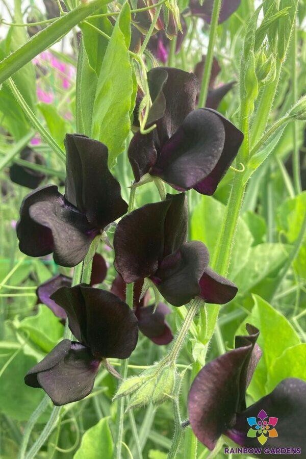 50+ Almost Black Sweet Pea Seeds for Garden Planting – USA – FREE SHIPPING!