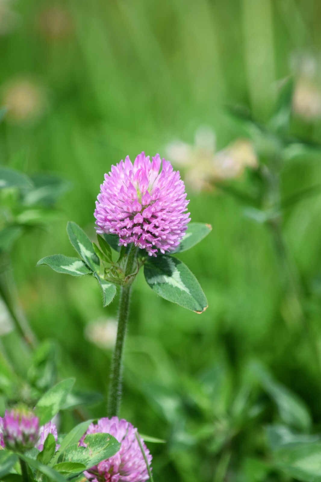 Medium Red Clover Seed – NON-GMO Heirloom Cover Crop & Pasture