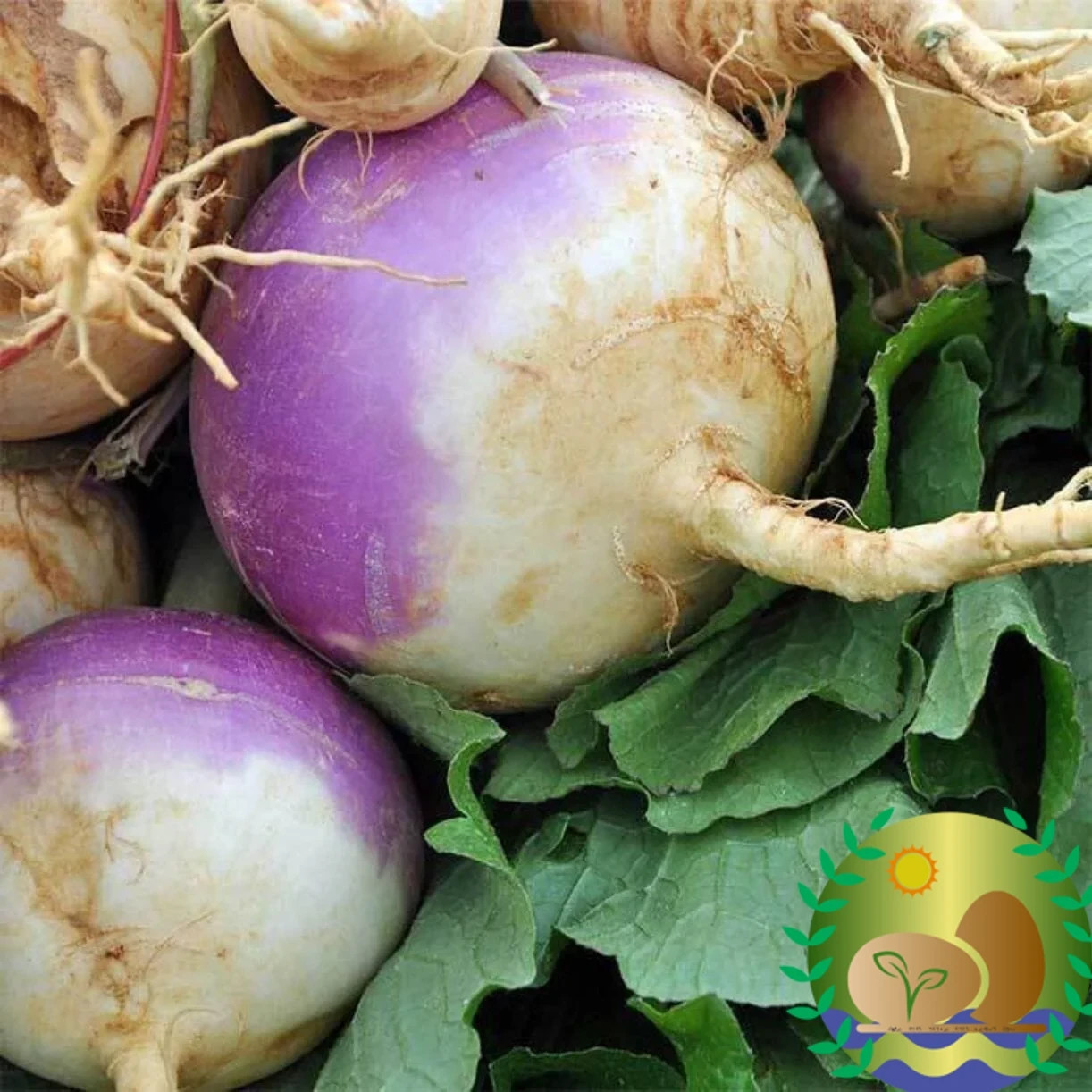 Purple Top White Globe Turnip Seeds | NON-GMO | Heirloom | FREE SHIPPING