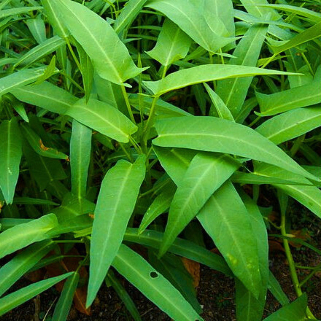 Fresh Water Spinach Seeds | Kangkong | Heirloom Non-GMO | Asian Vegetable Seeds