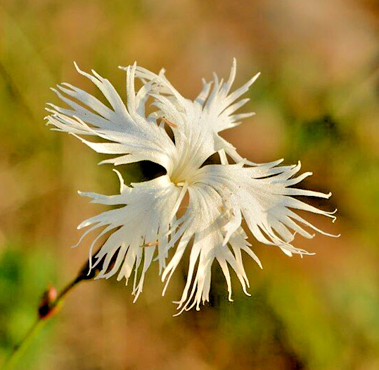 1000 SAND PINK Seeds (Dianthus arenarius) Perennial Dianthus Flower Garden Plant