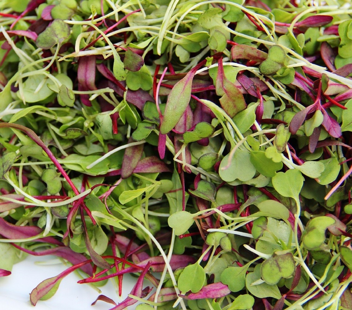 Spicy Salad Microgreen Seeds – Non GMO Heirloom High Germination – Fast Shipping