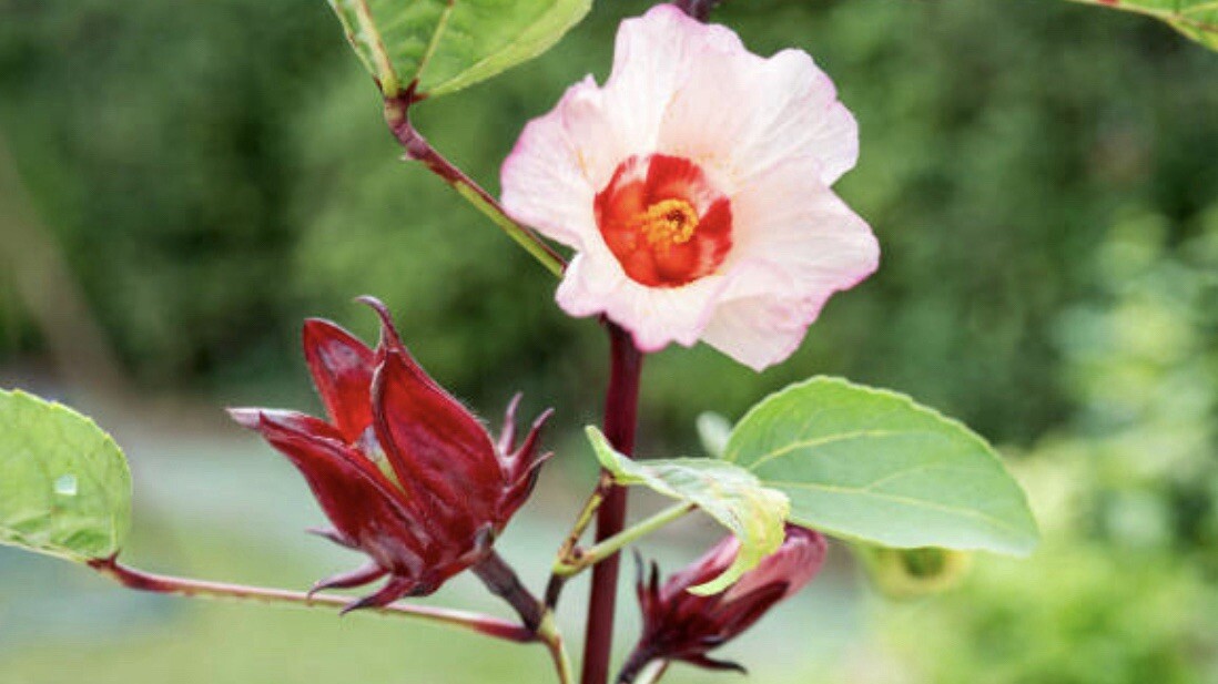 50+ SEEDS Hibiscus Sabdariffa | Roselle Seeds | Asian Sour Leaf | NON-GMO