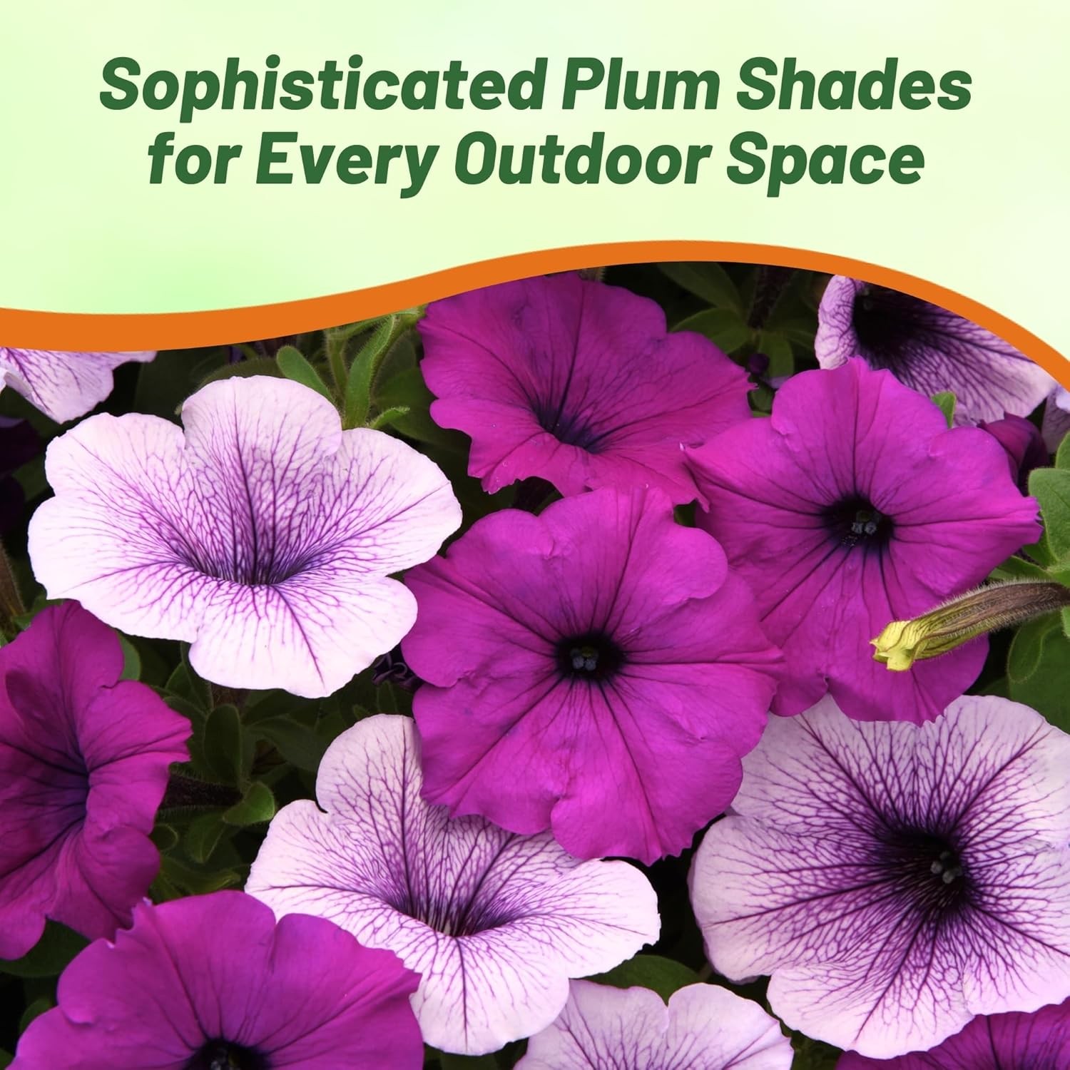 15 Seeds Easy Wave Spreading Petunia Plumb Pudding Flower Seed Mix