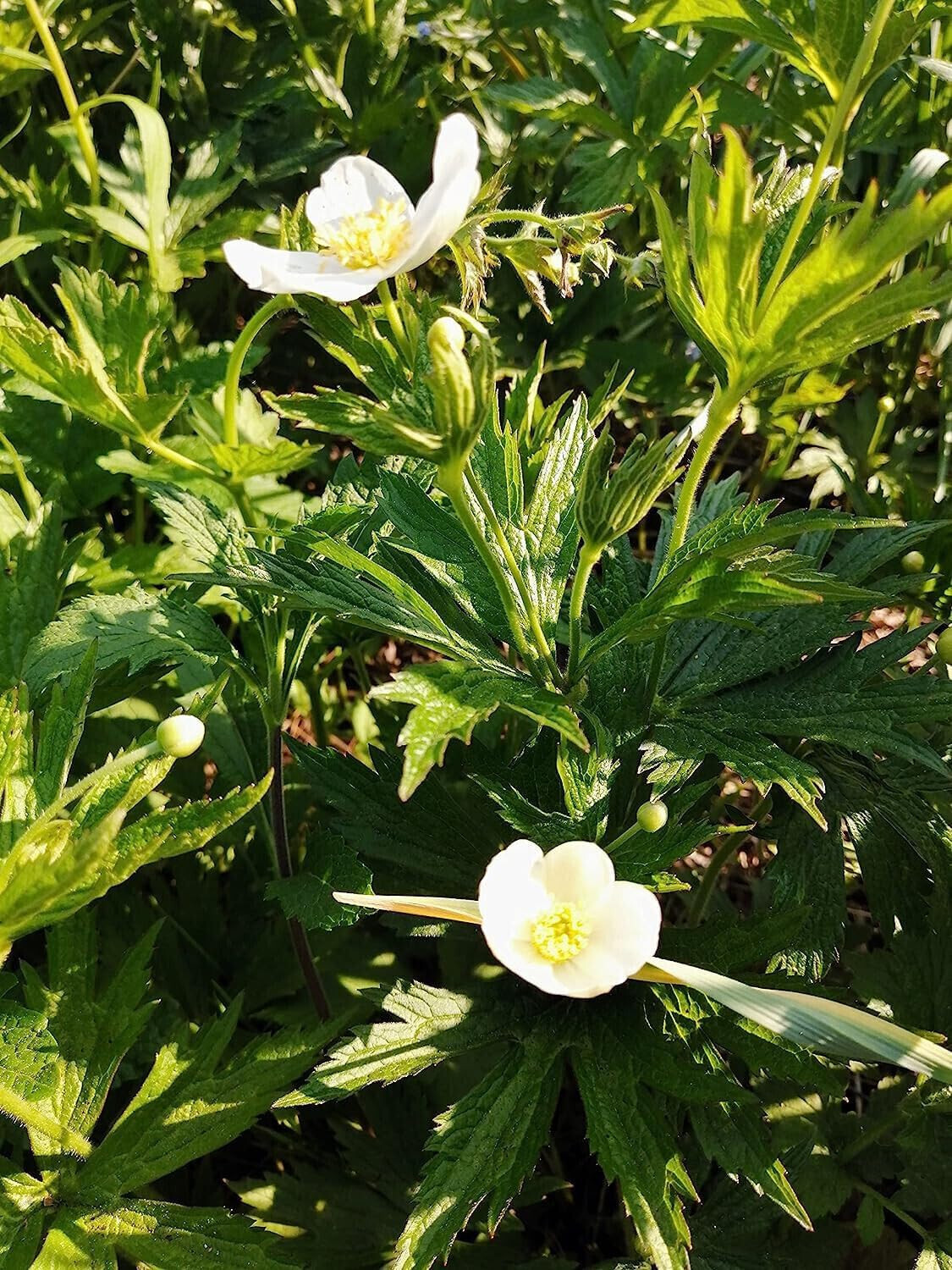 Canadian Anemone 100 Flower Seeds Anemone Canadensis Native Flower Thimbleweed