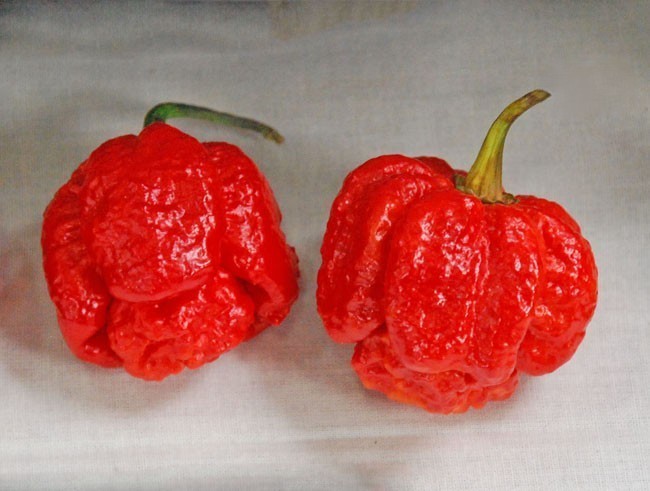 20 Super-Hot Moruga Red Scorpion Premium | NON-GMO | Pepper Seeds-B 55