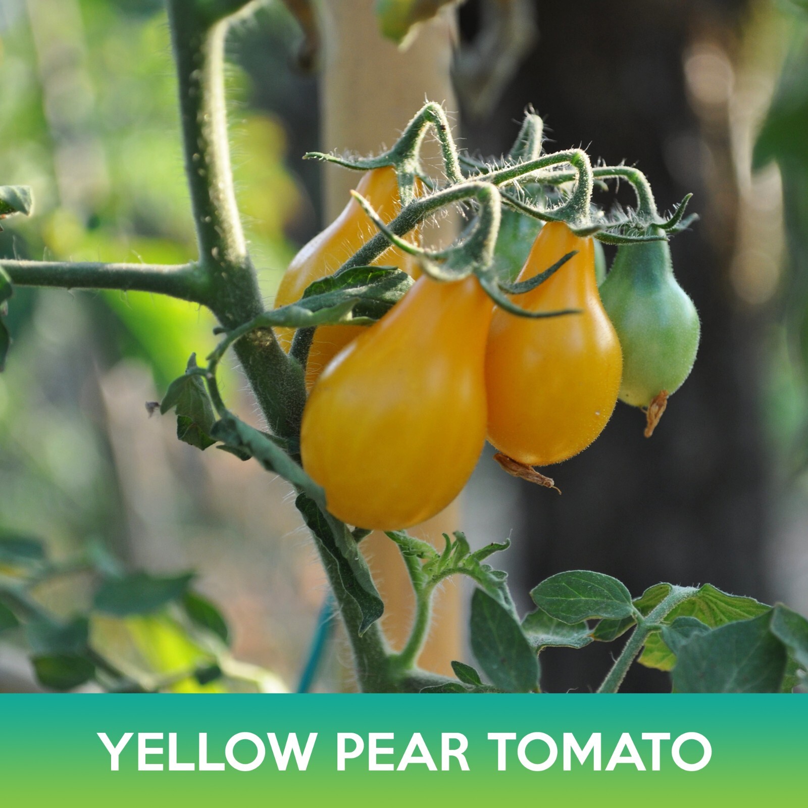 Yellow Pear Tomato Seed