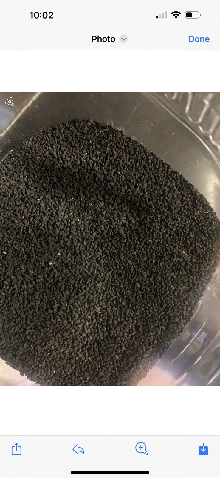 Black Cumin Seeds – Nigella sativa Seeds – Culinary Plant – Multiple Quantities