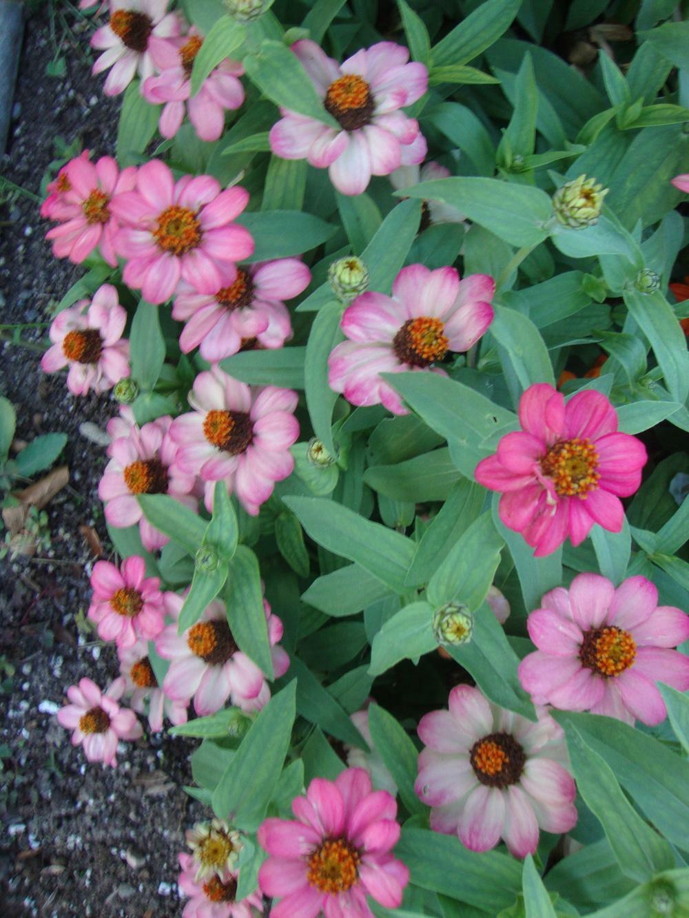 Annual Flower Seeds Zinnia White & Pink Zinnia Profusion Bloom 30 SEEDS