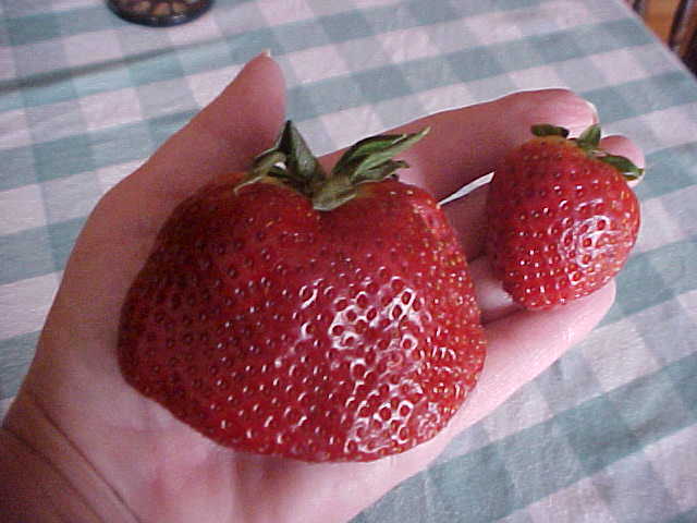 25 SEEDS BIG SWEET MAMA STRAWBERRY PRODUCE SUPER HUGE SWEET STRAWBERRIES ENJOY
