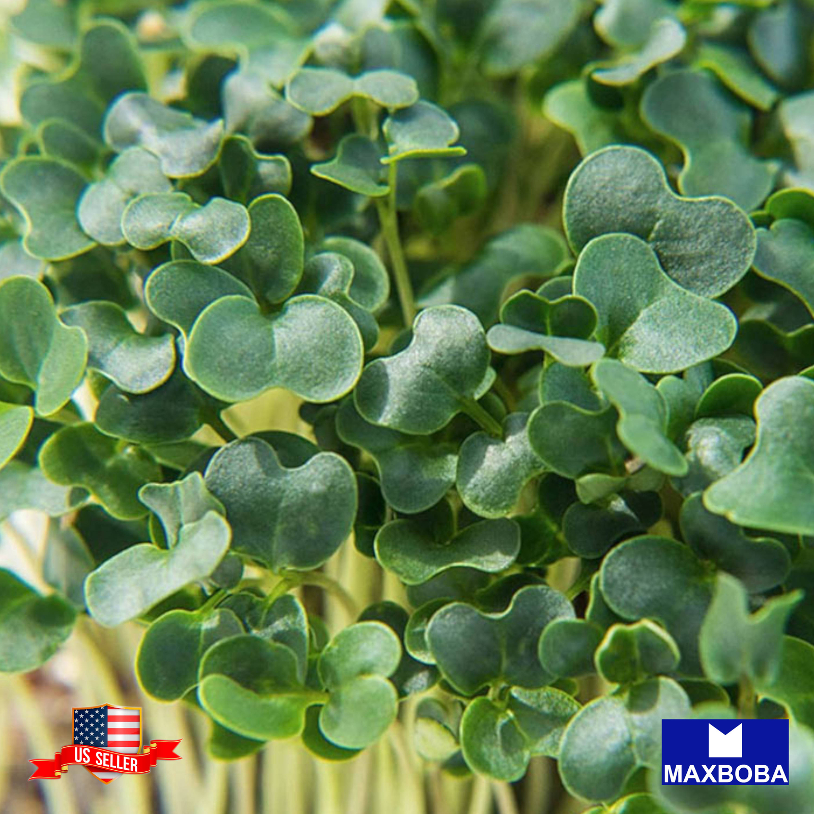 Kale Microgreens Seeds Heirloom Non-GMO