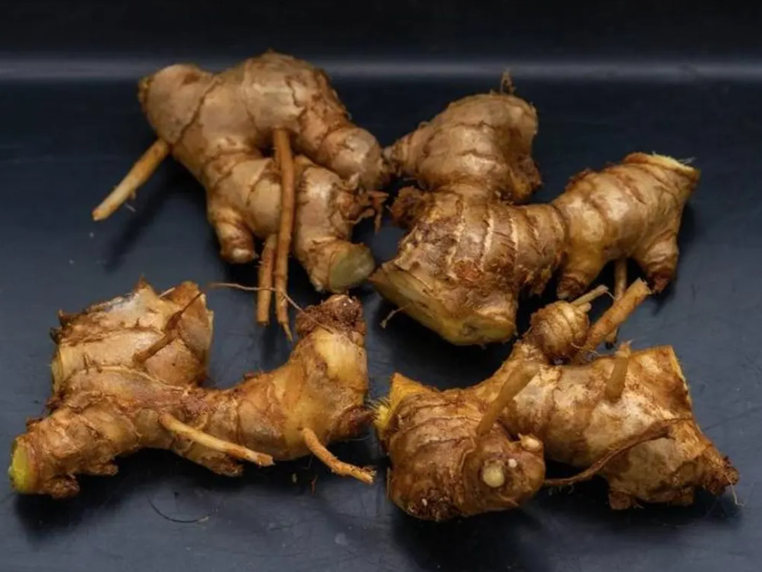 Set 5 Shampoo Ginger Root – Tropical Plant for Natural Hair Care and Ornamental