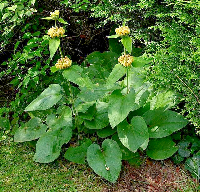 bright yellow phlomis 50 seeds Jerusalem sage, phlomis russeliana