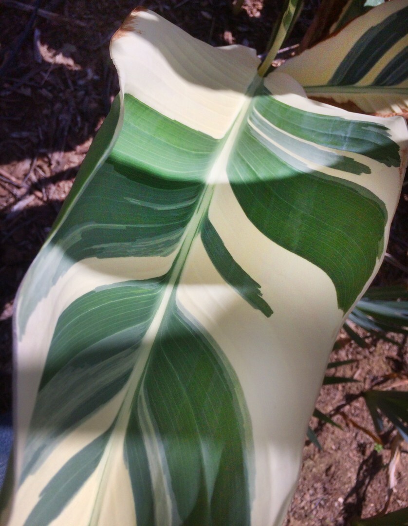 Canna Lily (1) Rhizome “STUTTGART” Variegated Ivory Green Foliage!