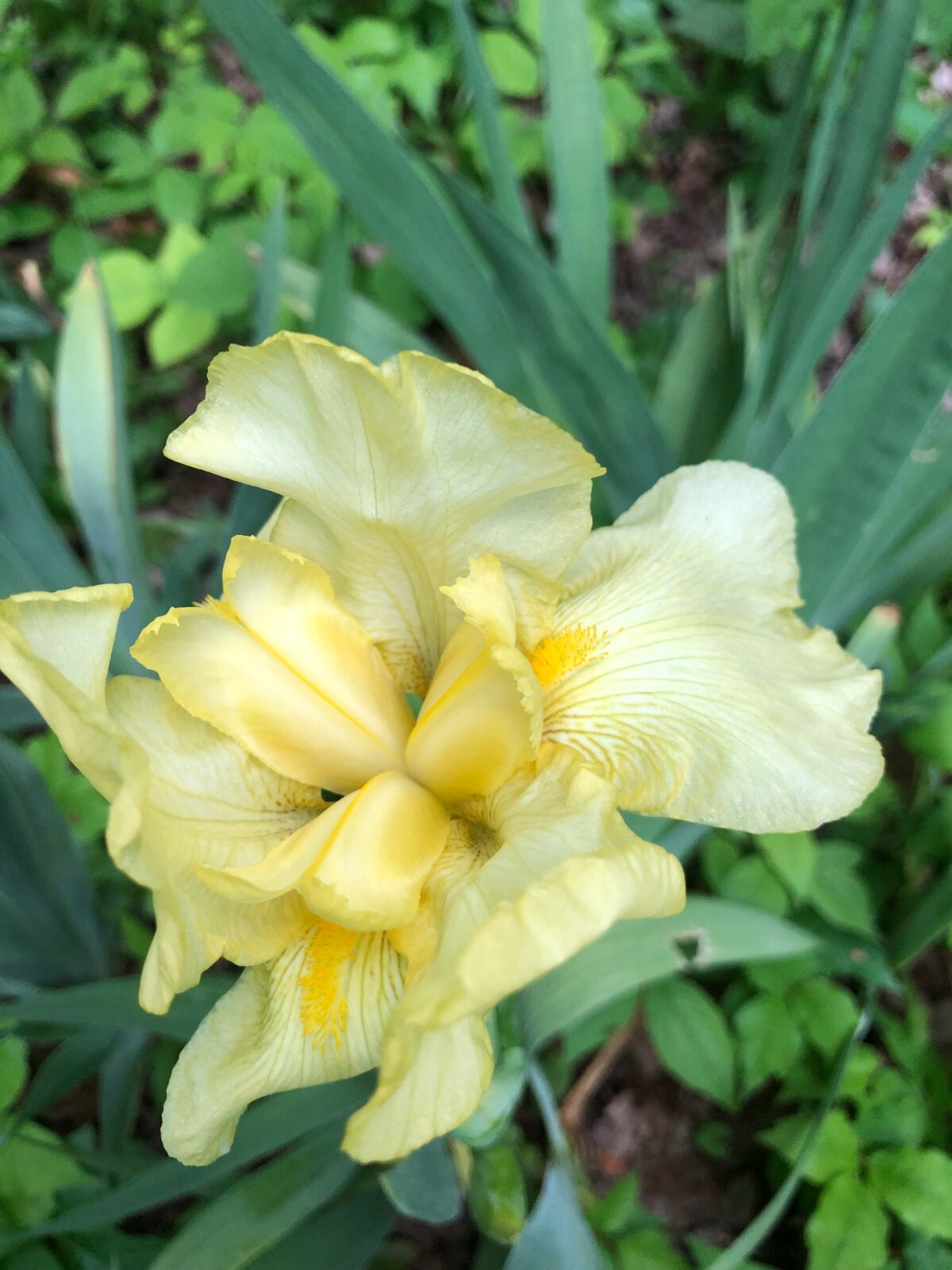 Yellow Bearded Iris BULB SPRING FLOWER (Bonus Gift)