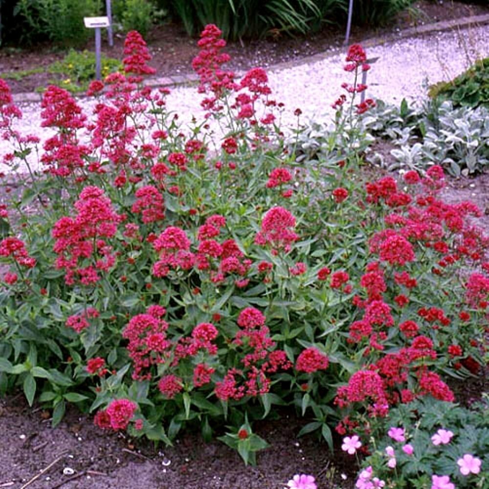 Jupiter’s Beard Red -50 seeds – Keys Of Heaven – Perennial -Centranthus Ruber