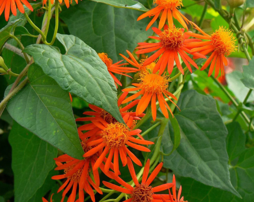 Set 2 Mexican Flame Vine Plant – 3-6″ Tall – Fast-Growing Tropical Climbing Vine