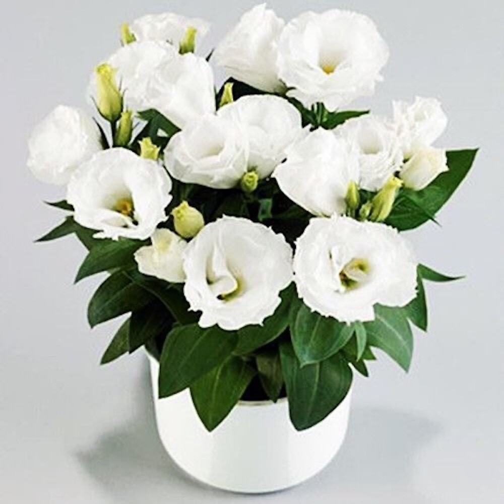 20 SEEDS white LISIANTHUS (Prairie Gentian) Eustoma flower bed garden USA Seller