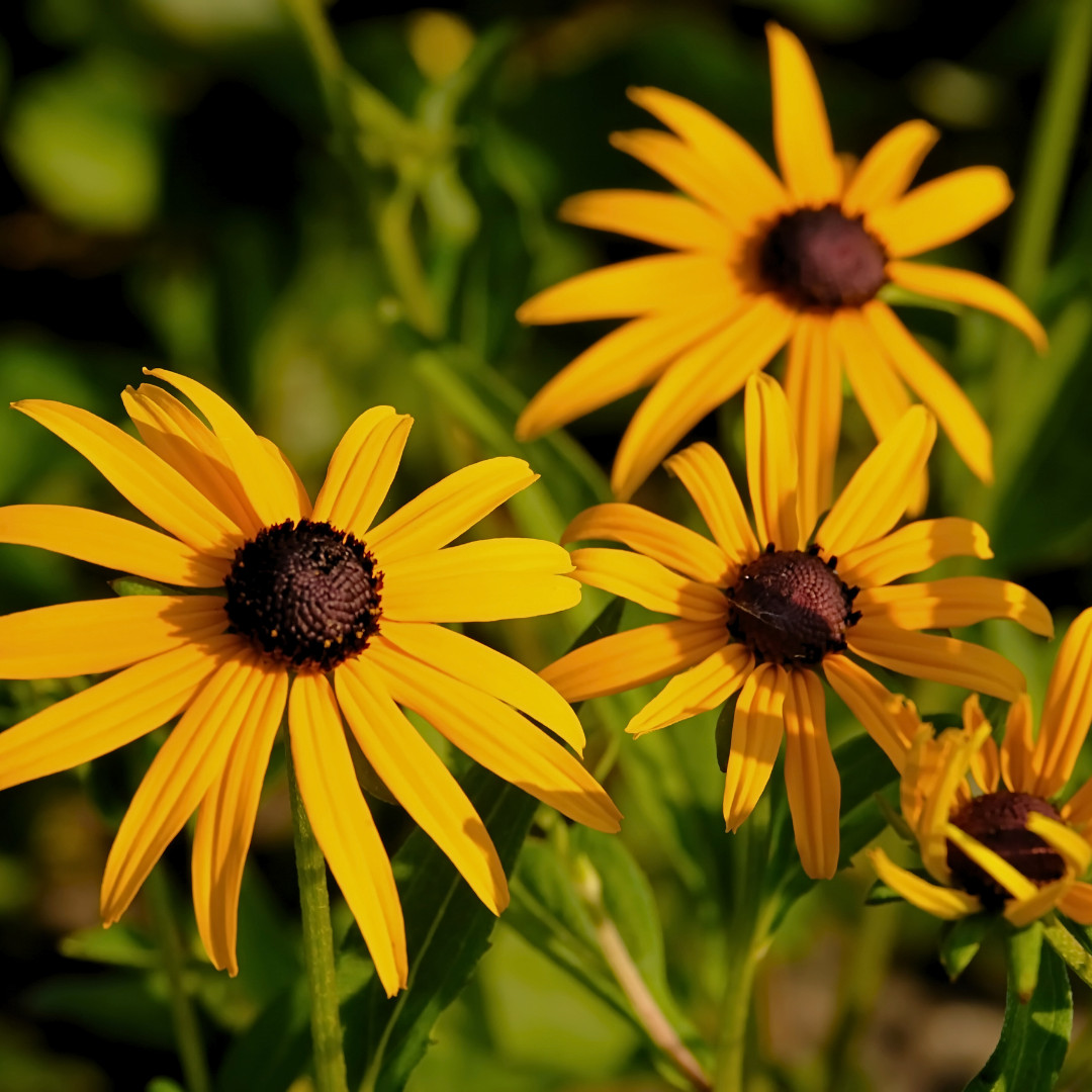Fresh Premium Elegant Black Eyed Susan Seeds | Heirloom Non-GMO | Flower Seeds