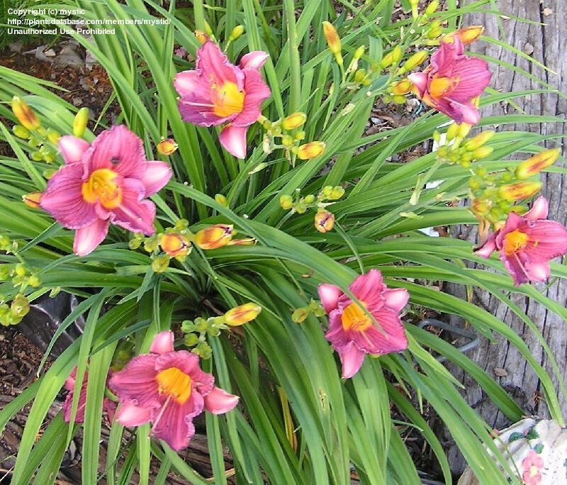 Reblooming Purple De Oro Daylily Hemerocallis One Rooted Starter Plant